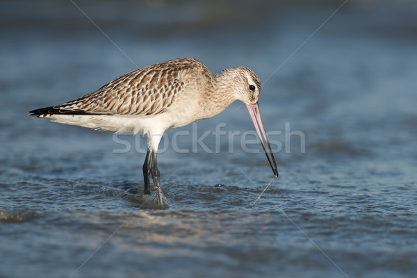 Bar-tailed Godwit (Limosa lapponica) pulling a worm out from bel Stock photo © davemontreuil