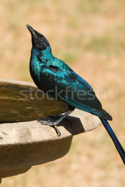 Juvenile Long-Tailed Starling at the bird bath Stock photo © davemontreuil