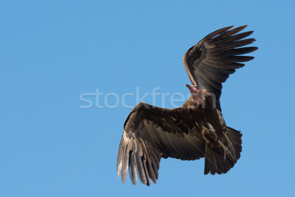 Vautour vol plage Afrique ailes [[stock_photo]] © davemontreuil