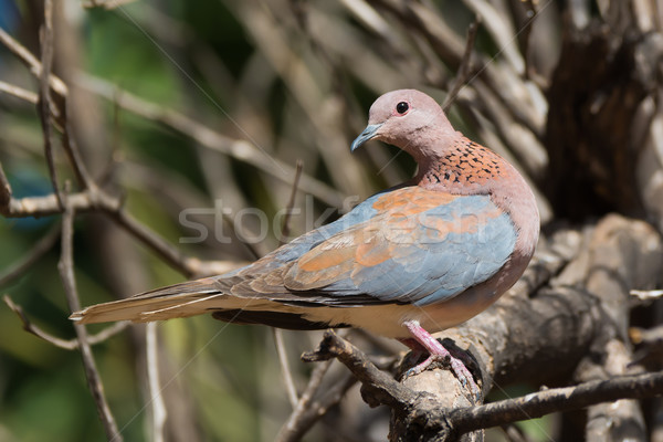 Stock foto: Lachen · Taube · schauen · Schulter · Palmen · Vogel