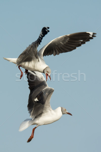 Grey-Headed Gulls fighting in mid-air Stock photo © davemontreuil