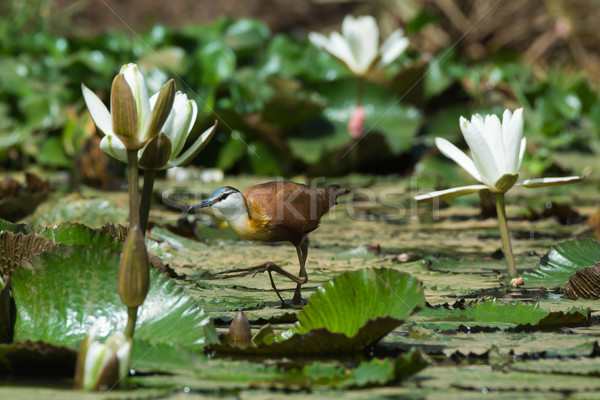 African Jacana sneaking across a lily pad strewn pond Stock photo © davemontreuil