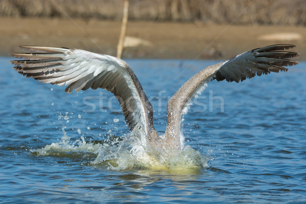 Pink-backed Pelican with its head under water catching fish Stock photo © davemontreuil