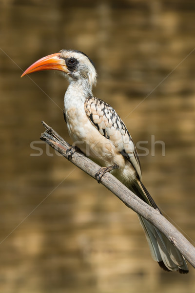 Western Red-Billed perched on a branch Stock photo © davemontreuil