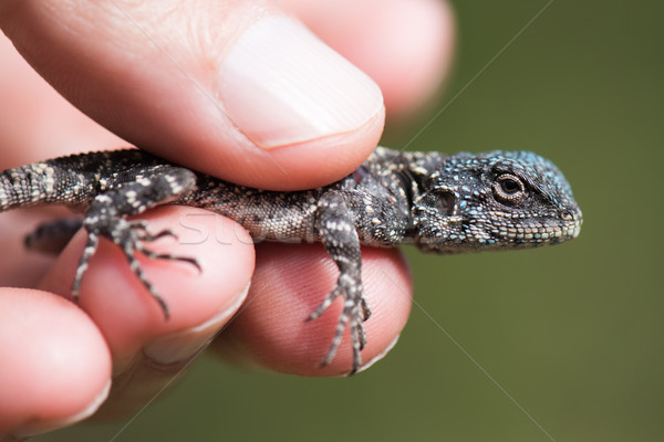 Pequeno lagarto mão bebê azul cabeça Foto stock © davemontreuil