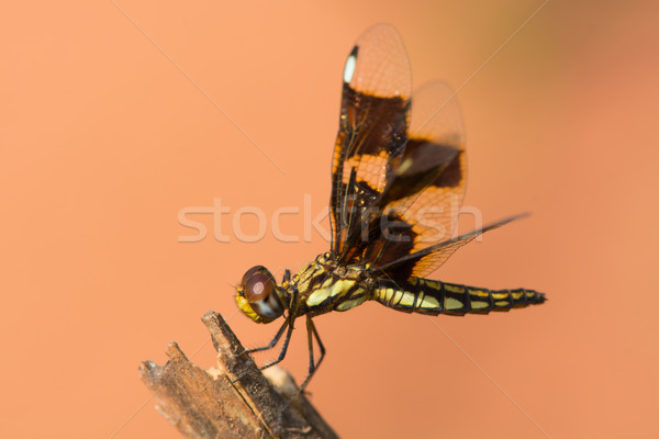 Femminile vedova libellula vista laterale ovest africa Foto d'archivio © davemontreuil