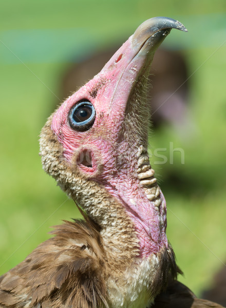 Detailed head-shot of a Hooded Vulture looking up Stock photo © davemontreuil