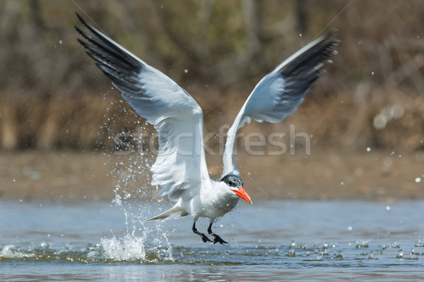 Stock photo: Caspian Tern taking to the air after a dive