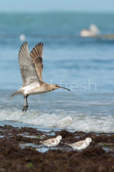 A Whimbrel (Numenius Phaeopus) on take off at the beach Stock photo © davemontreuil