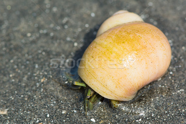 Hermit Crab on the Beach Stock photo © davemontreuil