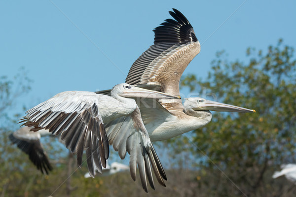 Two Pink-backed Pelican (Pelecanus rufescens) in flight Stock photo © davemontreuil