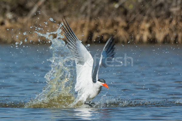 Caspian Tern taking to the air after a dive Stock photo © davemontreuil