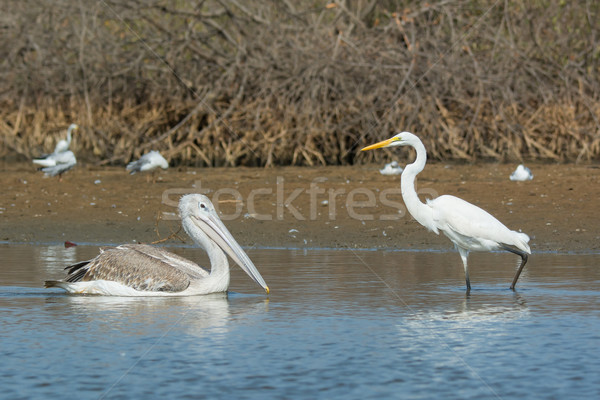 Pinked-Back Pelican meets Great White Egret Stock photo © davemontreuil