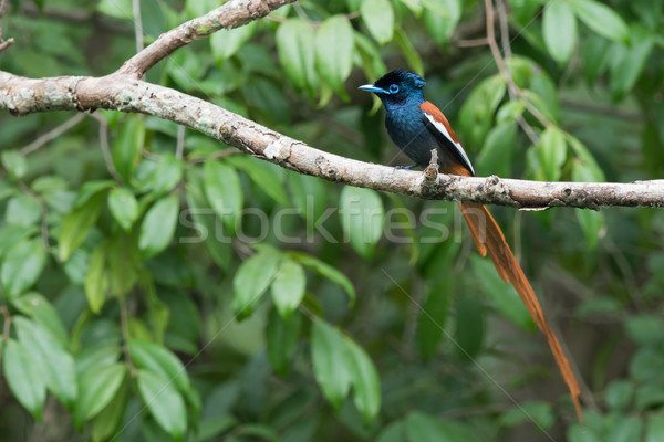 A male African Paradise Flycatcher (Terpsiphone viridis) perched Stock photo © davemontreuil