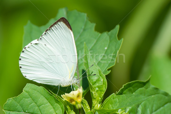 Appias sylvia - Male Woodland Albatross White butterfly Stock photo © davemontreuil