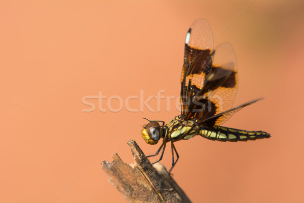 Femminile vedova libellula vista laterale ovest africa Foto d'archivio © davemontreuil