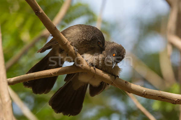 Brown Babblers (Turdoides plebejus) allopreening Stock photo © davemontreuil