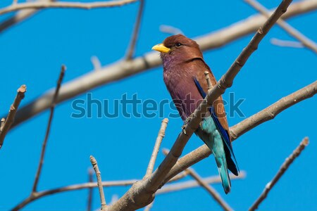 Broad Billed Roller perched in a Baobab tree Stock photo © davemontreuil