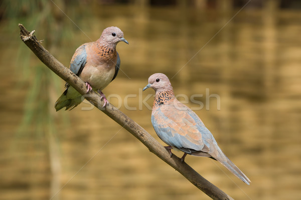 Laughing Dove (Stretopelia senegalensis) couple together on a br Stock photo © davemontreuil