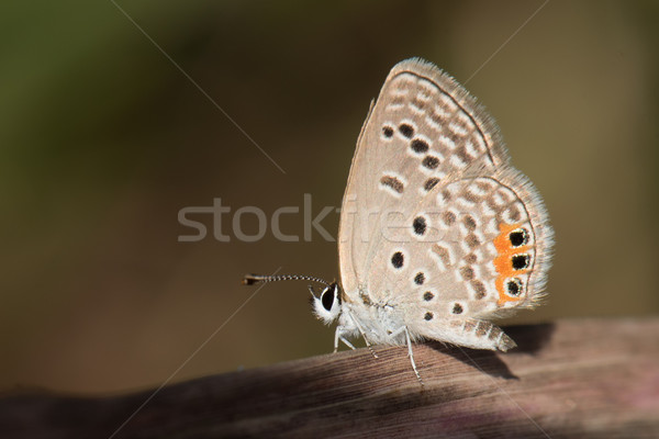 Meadow Blue Lycaenidae (Cupidopsis cissus) resting on a dried bl Stock photo © davemontreuil