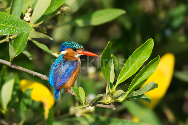 Malachite kingfisher oiseau Afrique cool belle Photo stock © davemontreuil