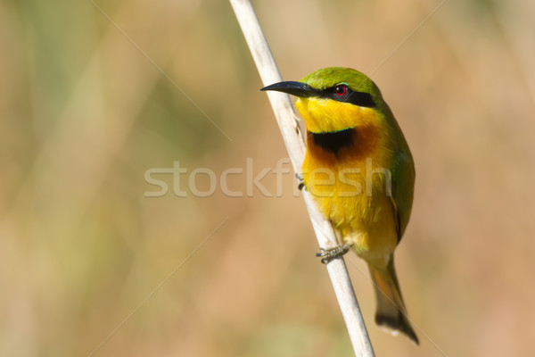 Little Bee-Eater (Merops pusillus) Stock photo © davemontreuil