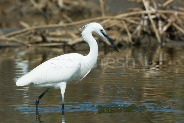 A white Western Reef Heron (Egretta gularis) that just missed on Stock photo © davemontreuil