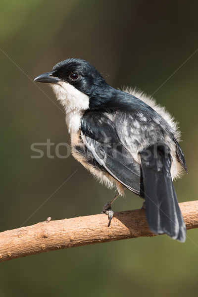 Tropical boubou (Laniarius aethiopicus) looking up during preeni Stock photo © davemontreuil