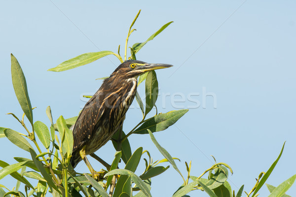 Young Striated Heron Stock photo © davemontreuil