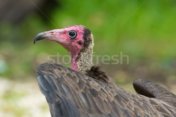 Hooded Vulture Head Shot Stock photo © davemontreuil