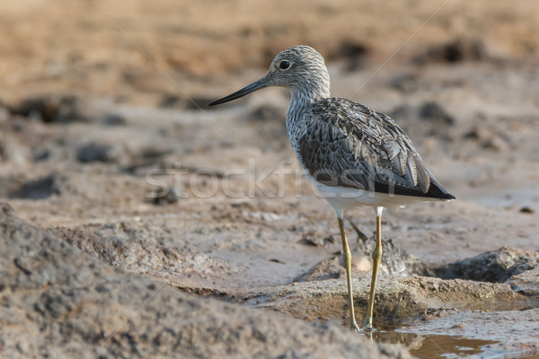 Common Greenshank (Tringa nebularia) on wet mud flats Stock photo © davemontreuil