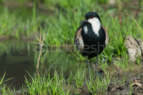 Spur-Winged Lapwing (Vanellus Spinosus) before Stock photo © davemontreuil