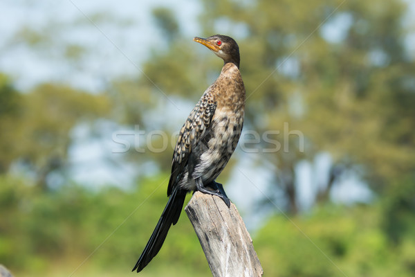Long-Tailed Cormorant (Phalacrocorax africanus) Stock photo © davemontreuil