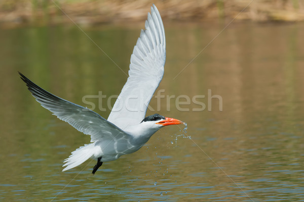 Caspian Tern in flight which has scooped up a mouthful of water  Stock photo © davemontreuil