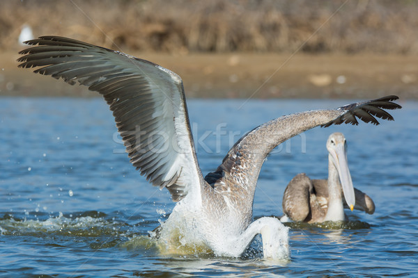 Pink-backed Pelican with its head under water catching fish Stock photo © davemontreuil