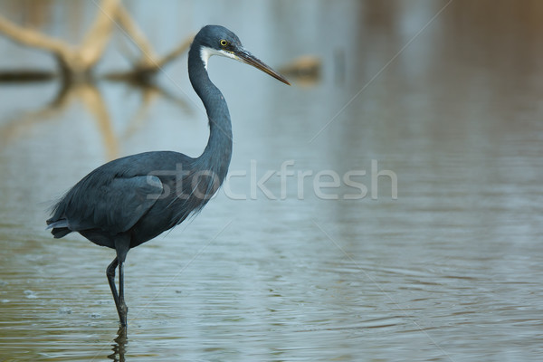 A Western Reef Heron wading in shallow water Stock photo © davemontreuil
