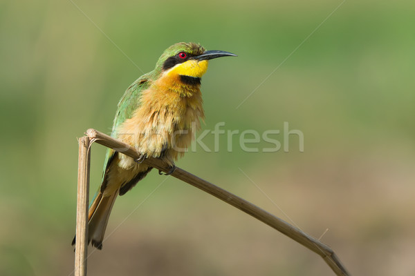 A Little-Bee Eater (Merops pusillus) with its chest ruffled Stock photo © davemontreuil