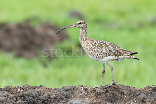 A Whimbrel (Numenius Phaeopus) walking on a muddy bank Stock photo © davemontreuil