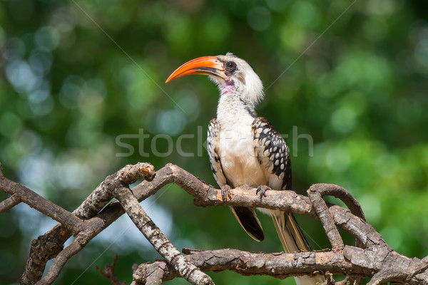 Western Red-Billed Hornbill Stock photo © davemontreuil