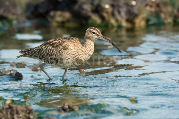 Whimbrel in a tidal pool Stock photo © davemontreuil