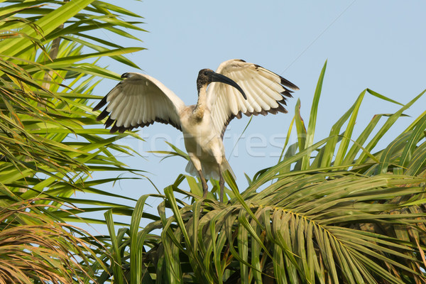 Sacred Ibis flapping its wings in a palm tree Stock photo © davemontreuil