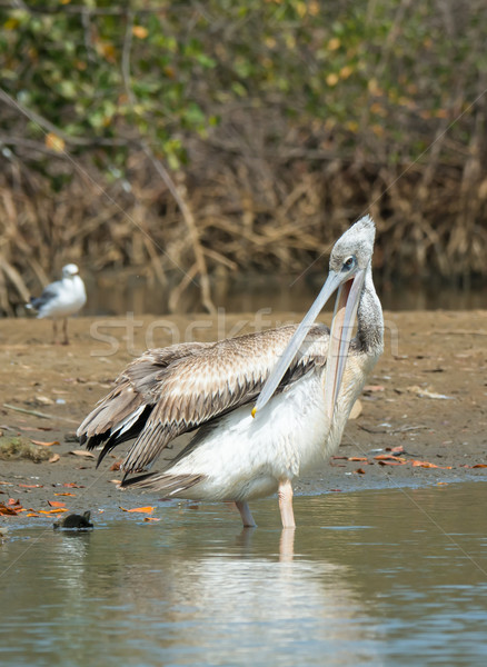Pink-backed Pelican standing on the shore preening Stock photo © davemontreuil