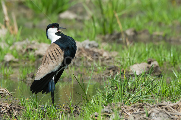 Spur-Winged Plover (Vanellus Spinosus) displaying proudly on the Stock photo © davemontreuil