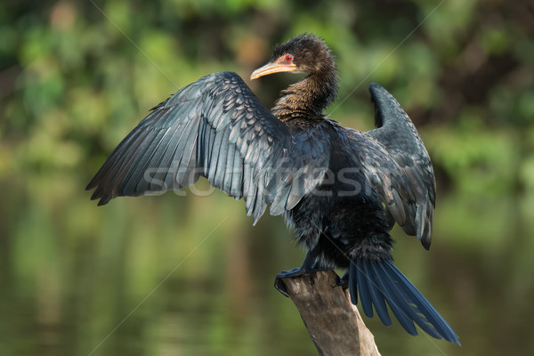 Long-Tailed Cormorant on a perch drying its wings Stock photo © davemontreuil