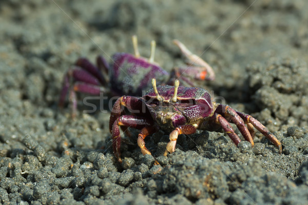 Female purple Fiddler Crab from West africa filtering sand Stock photo © davemontreuil
