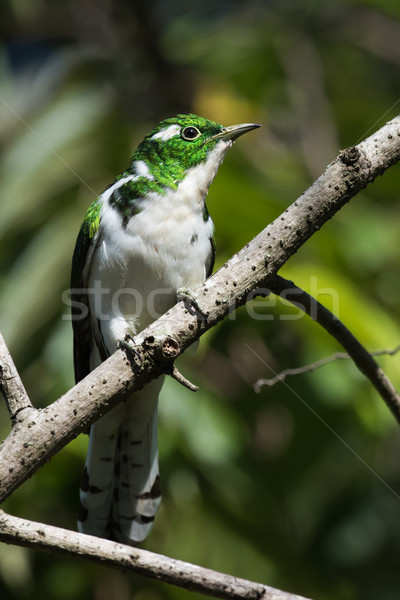 Klaas's cuckoo (Chrysococcyx klaas) perched on a branch Stock photo © davemontreuil