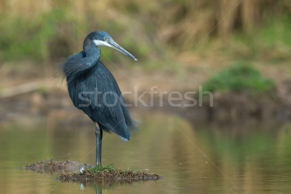 Western Reef Heron standing on small island in a pond Stock photo © davemontreuil