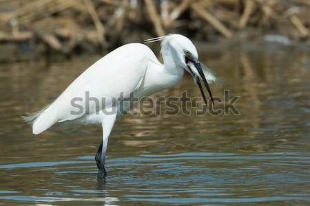 Great White Egret (Egretta alba) scratching its neck with its fo Stock photo © davemontreuil