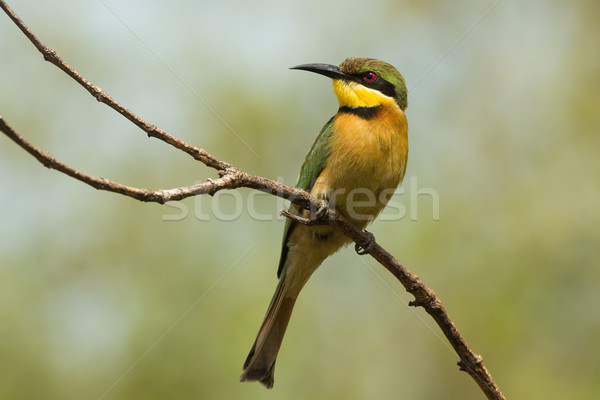 A Little-Bee Eater (Merops pusillus) perched on a forked branch Stock photo © davemontreuil