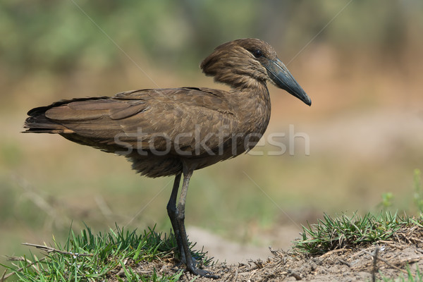 A Hamerkop (Scopus umbretta) with muddy feet Stock photo © davemontreuil